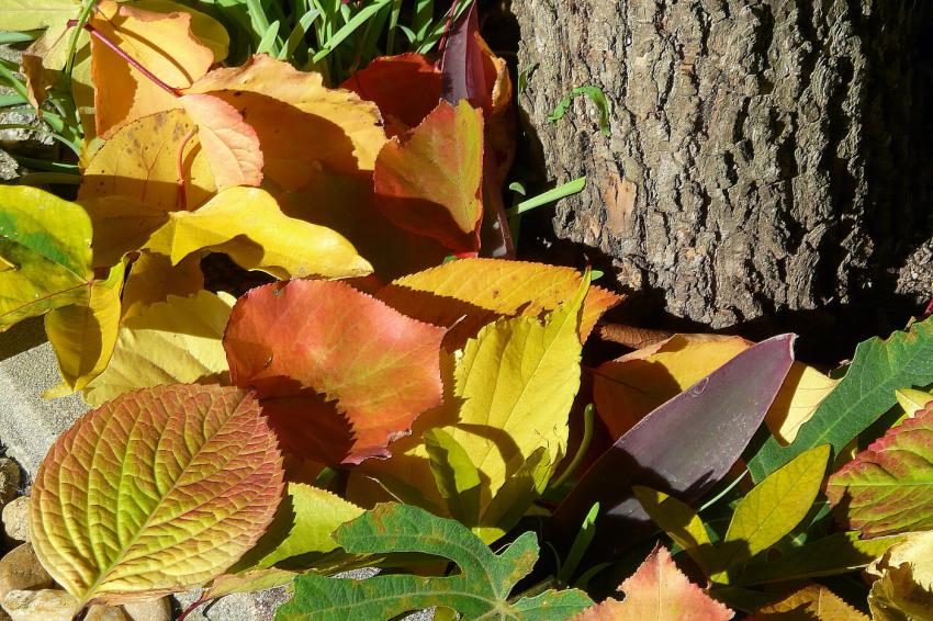 Automne color
