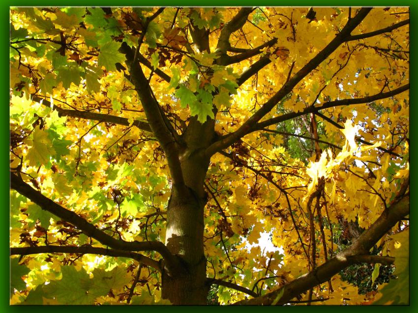 Automne  