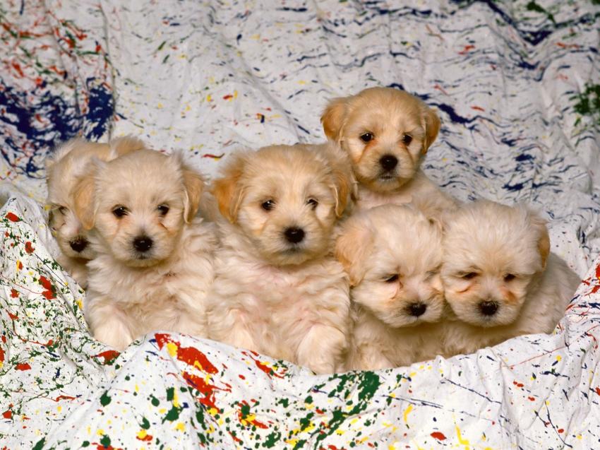 Chiens