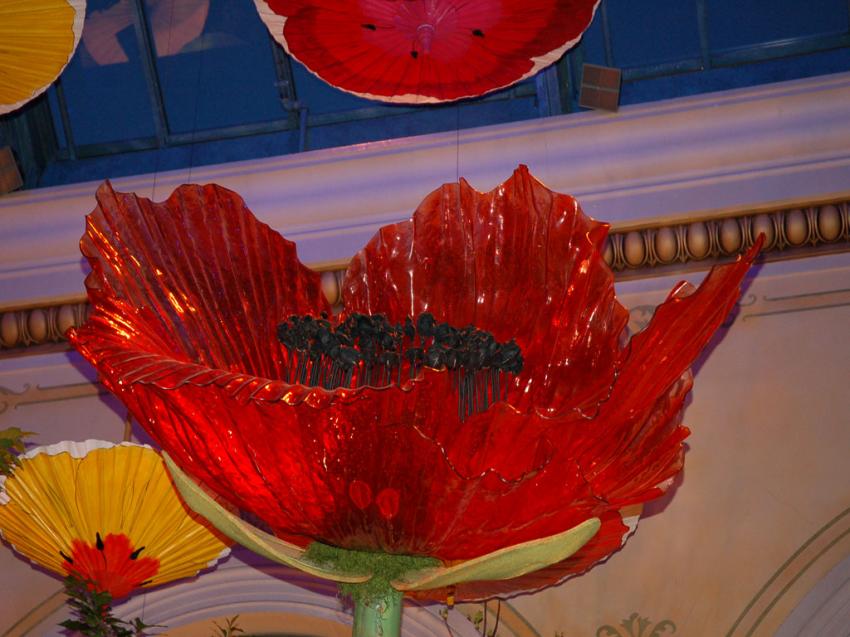 coquelicot