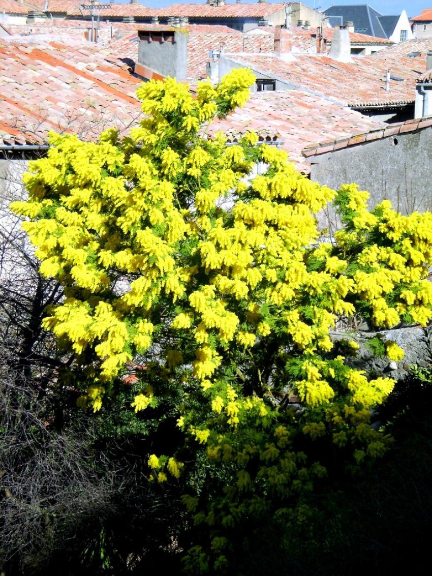 mimosa en fleurs