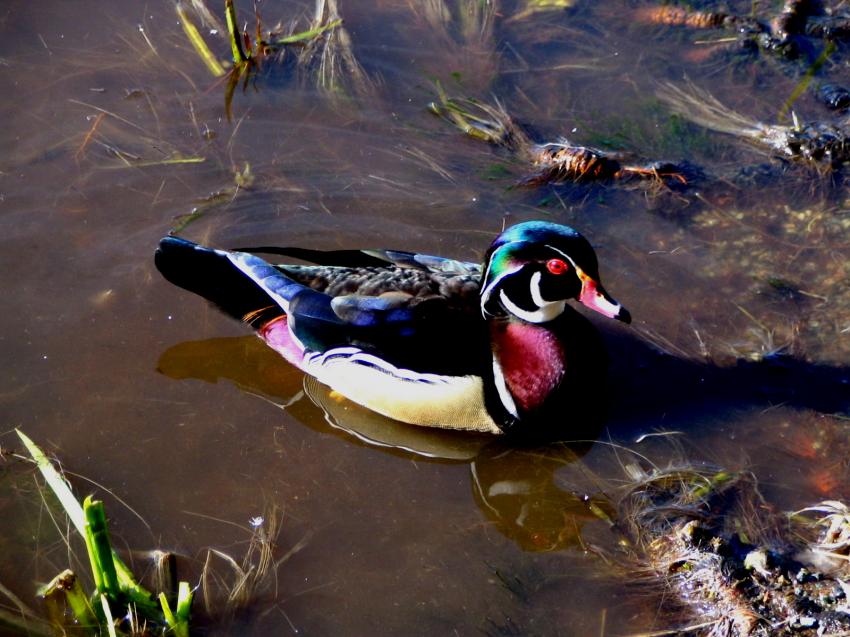 Canard Branchu ou Wood Duck