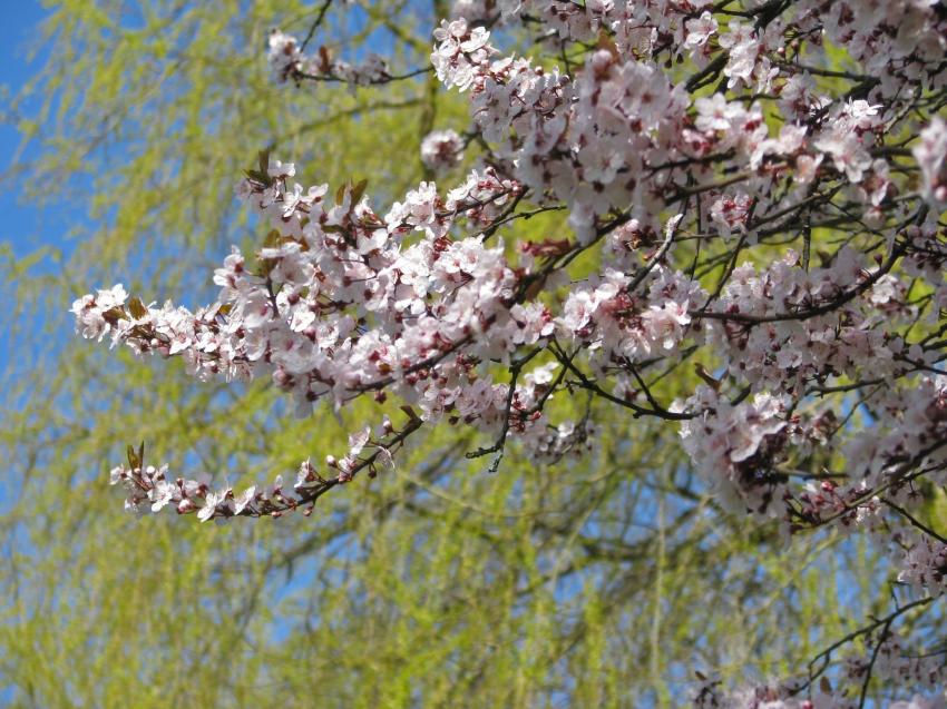 Printemps