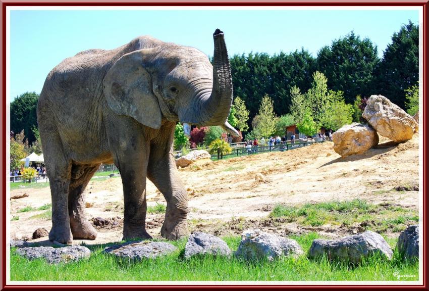 Zoo de Beauval