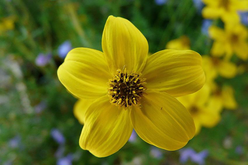 Une petite fleur de bidens