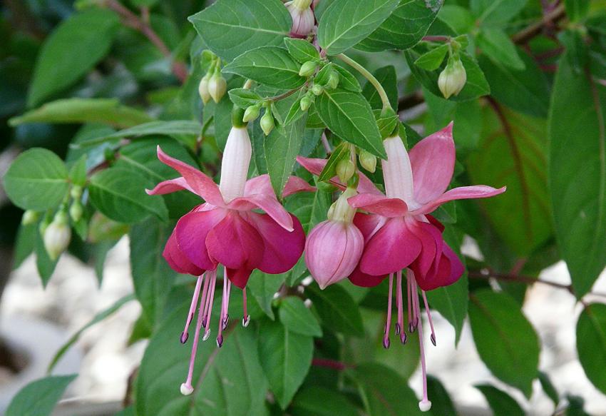 Fleurs de fuchsia
