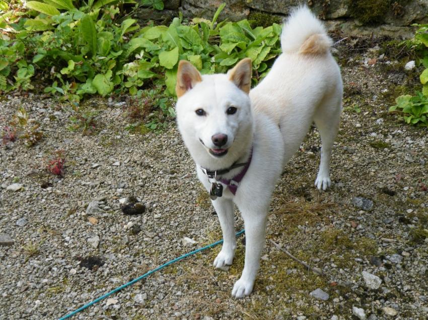 daisy shiba de 9 mois