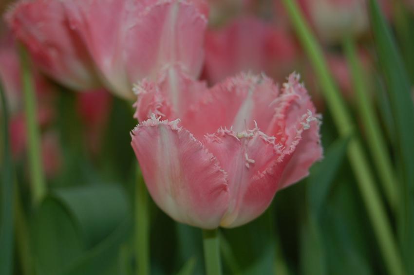 tulipe dentele