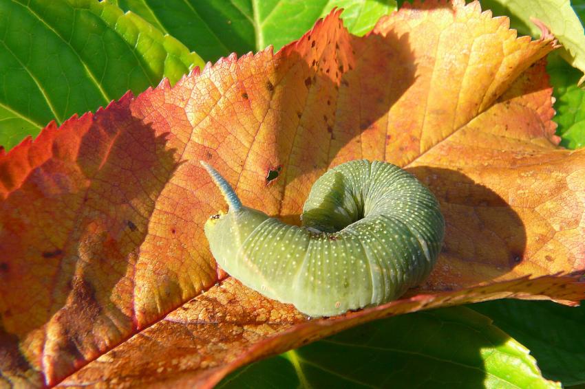 Une chenille verte