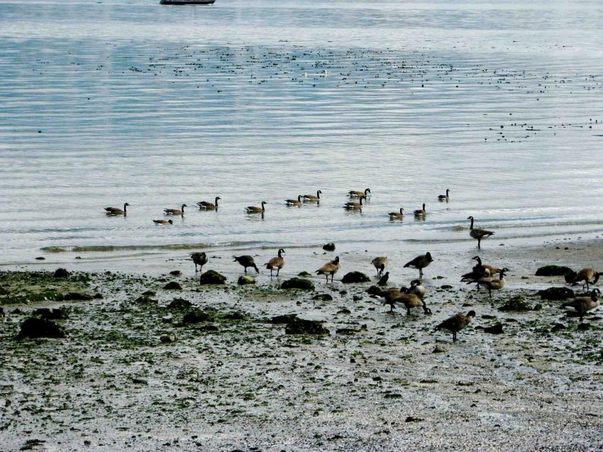 Bernaches au bord de la mer