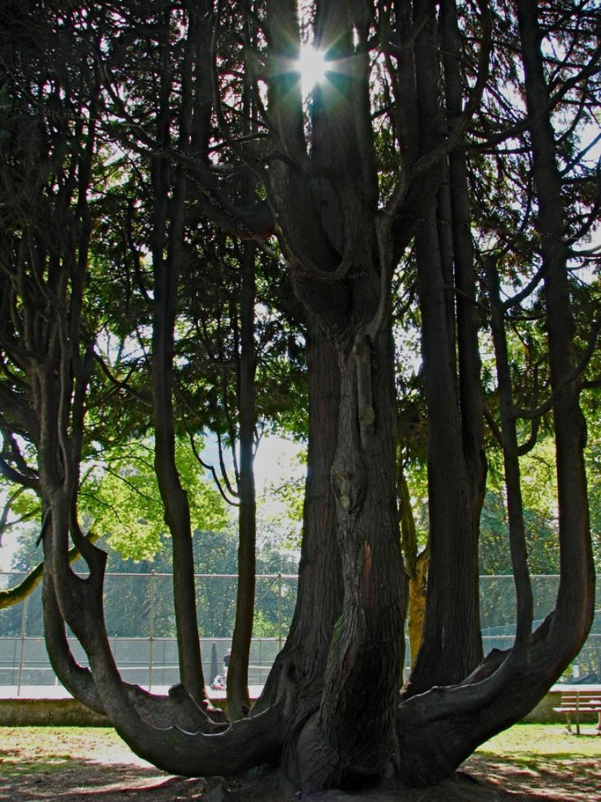 Belle forme d'arbre