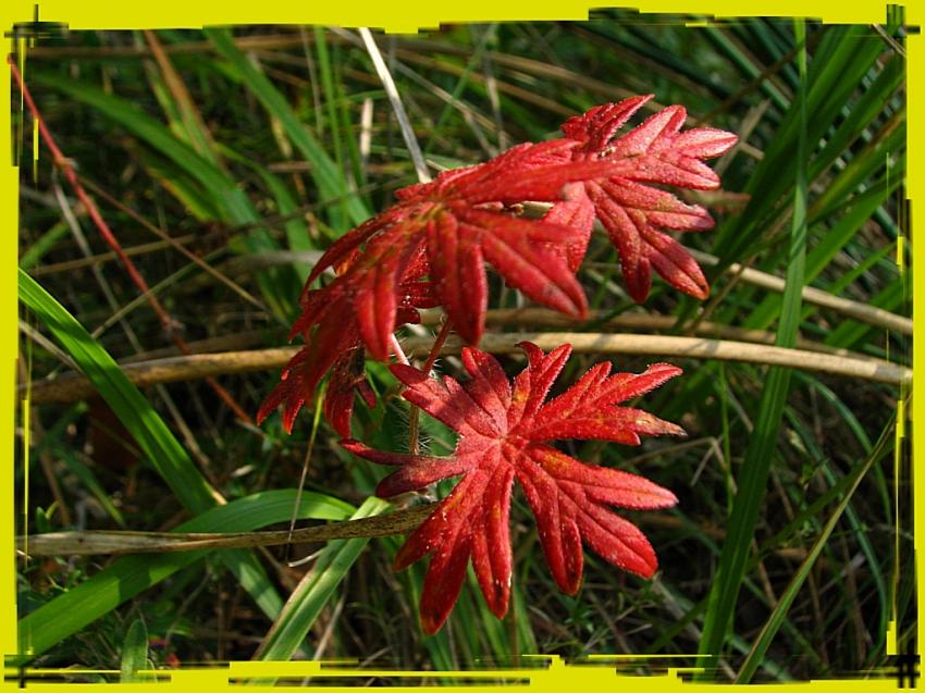 Feuilles en fleurs