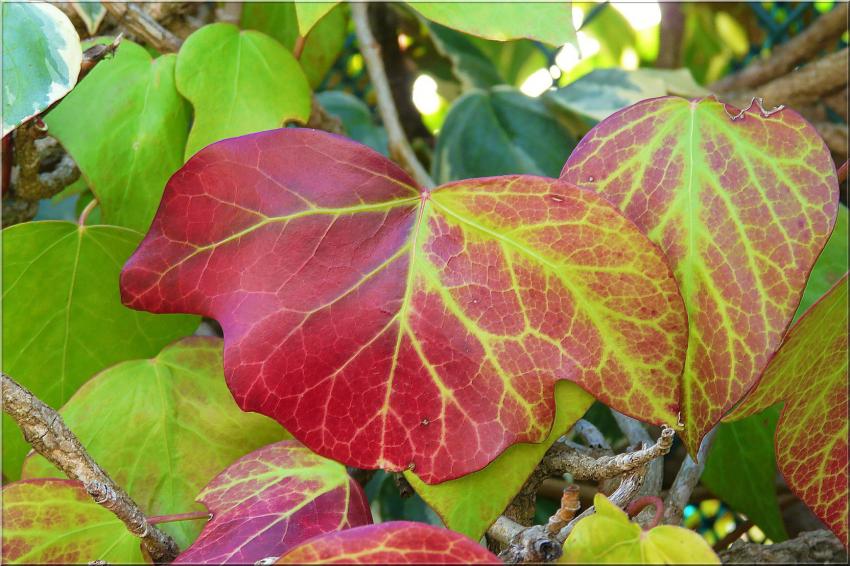 Papifeuille