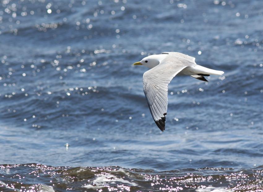 Mouette