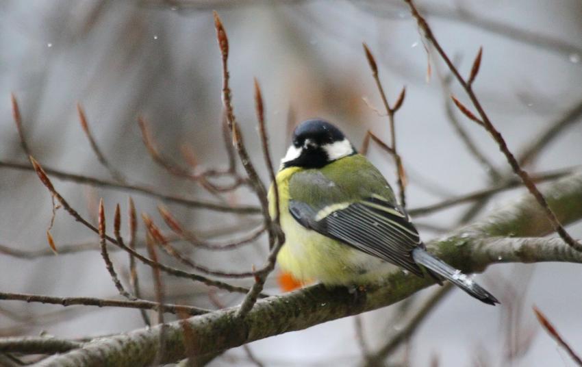 Des oiseaux pour mon bien-