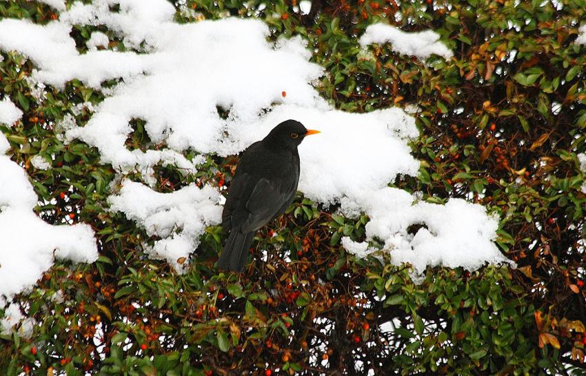 Le merle et le reste de neige