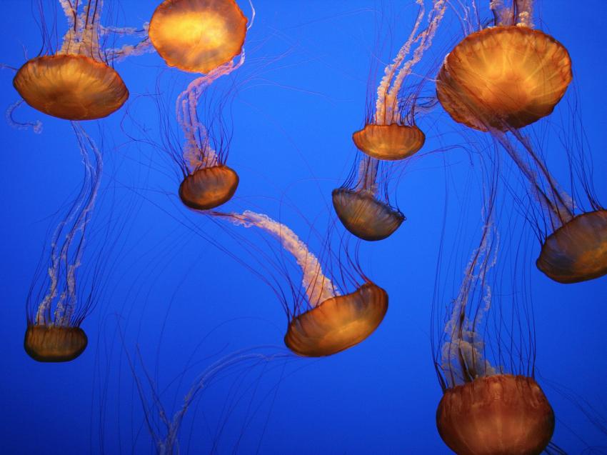 fonds marins