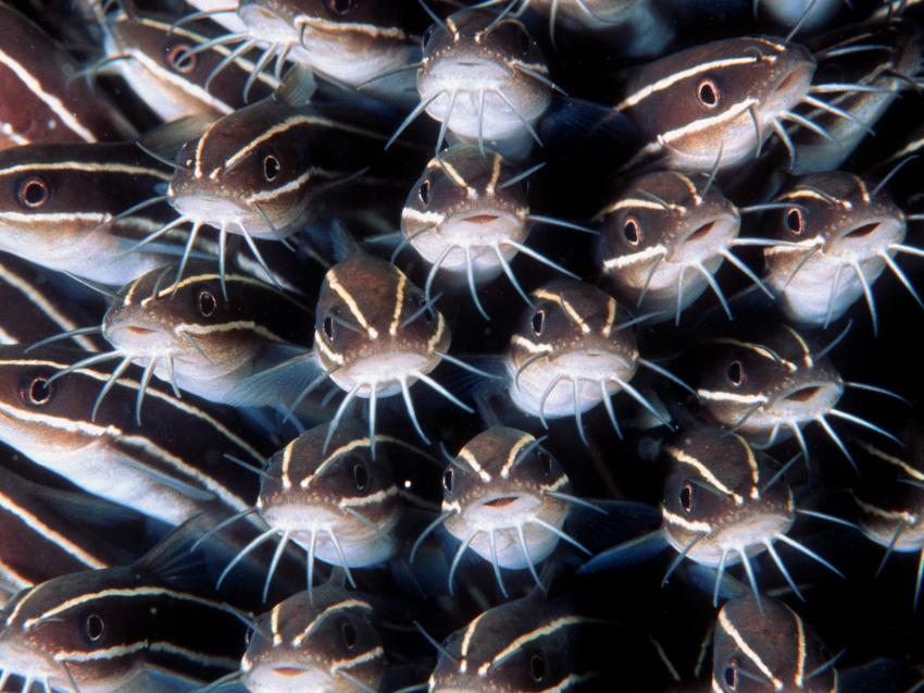 fonds marins