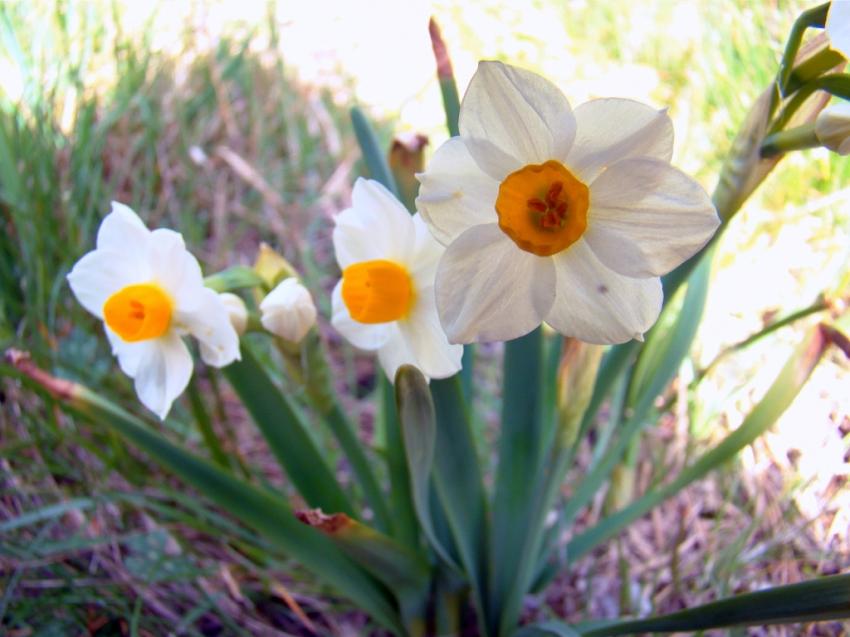 fleur sauvage jonquilles