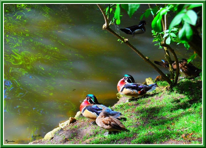 Zoo de Beauval