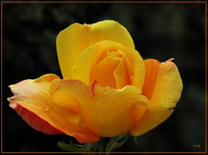 Rose 13509