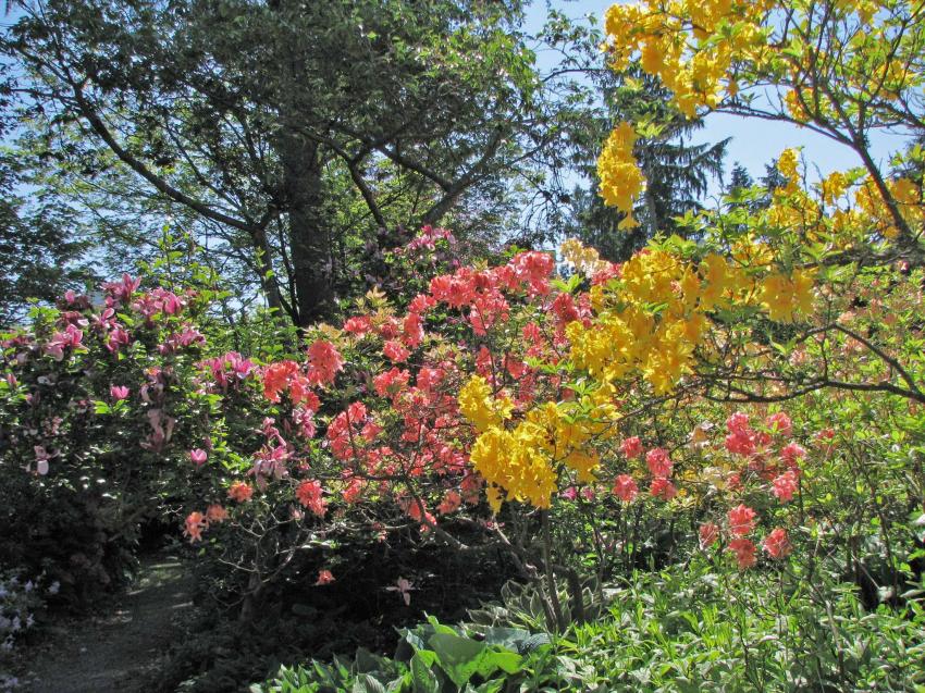 Le côté des rhodos à Stanley Park