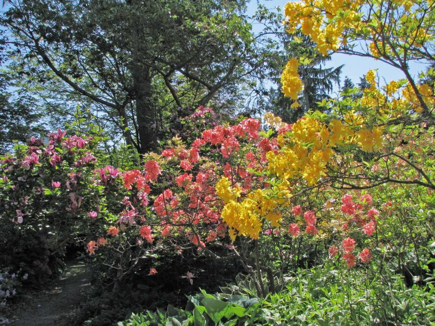 Le ct des rhodos  Stanley Park