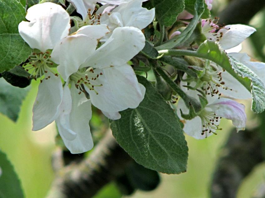 Floraison cerisier