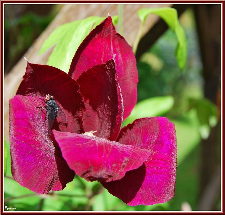 La mouche et la clmatite