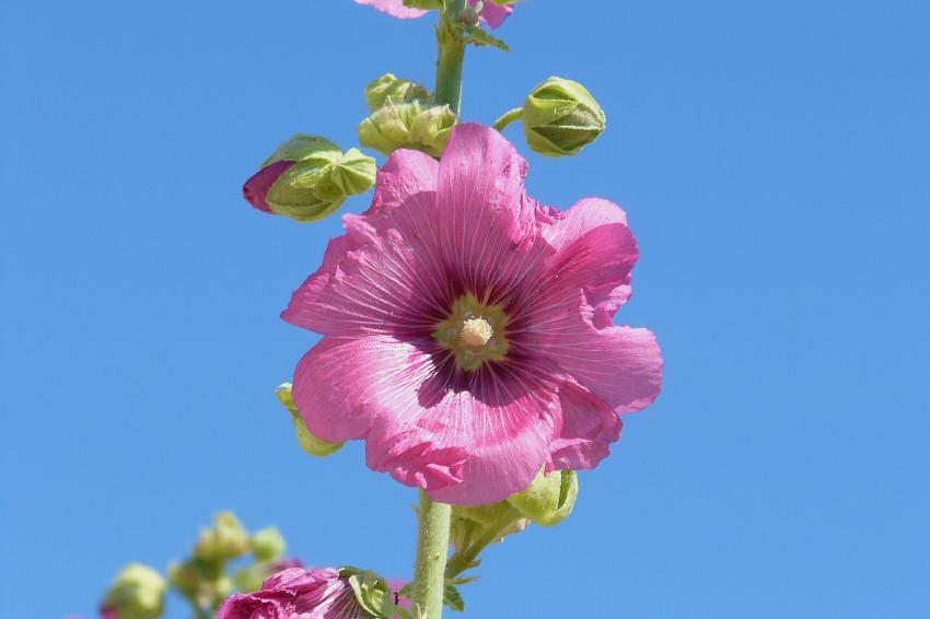 Une rose trmire dans l'azur