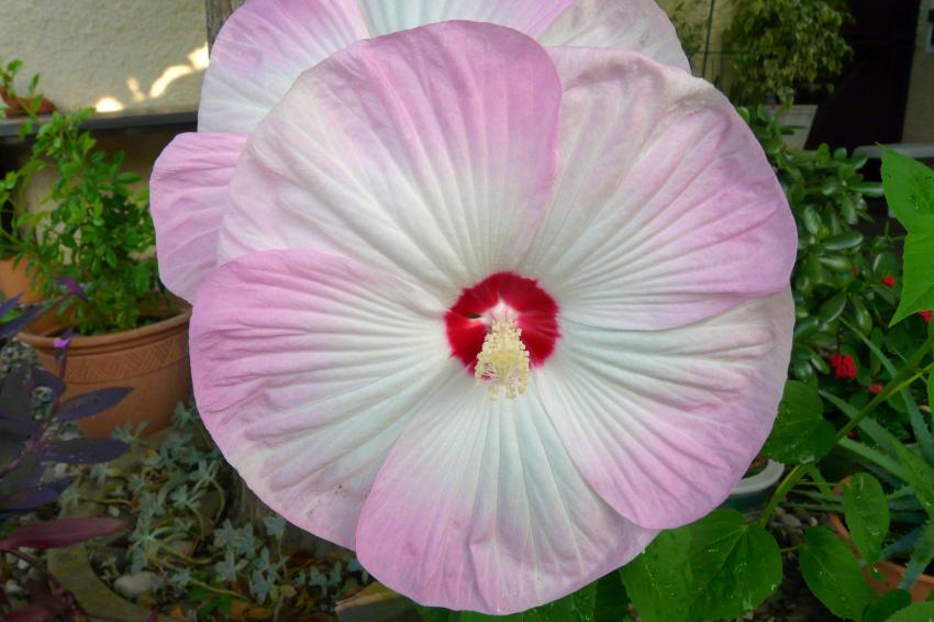 Un hibiscus gant...