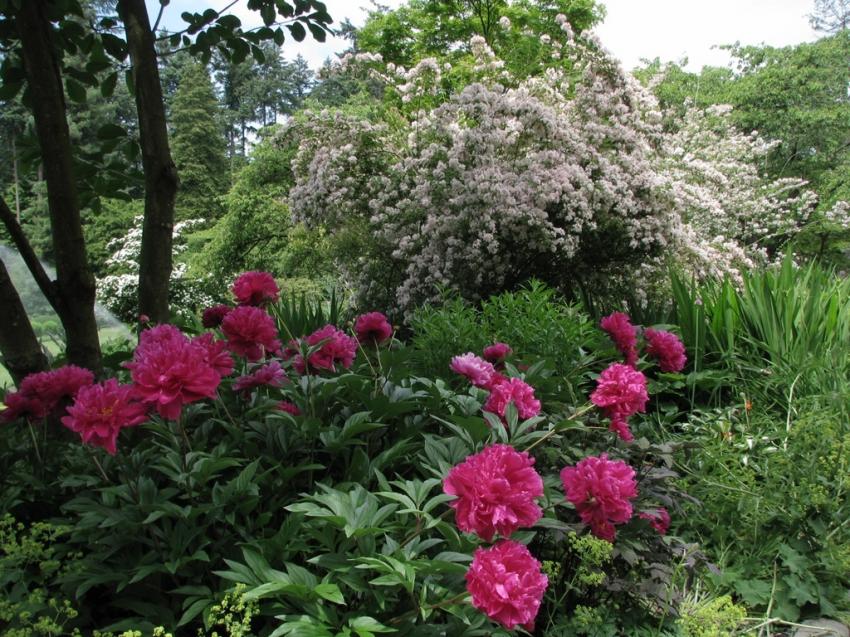 Fleurs à Stanley Park