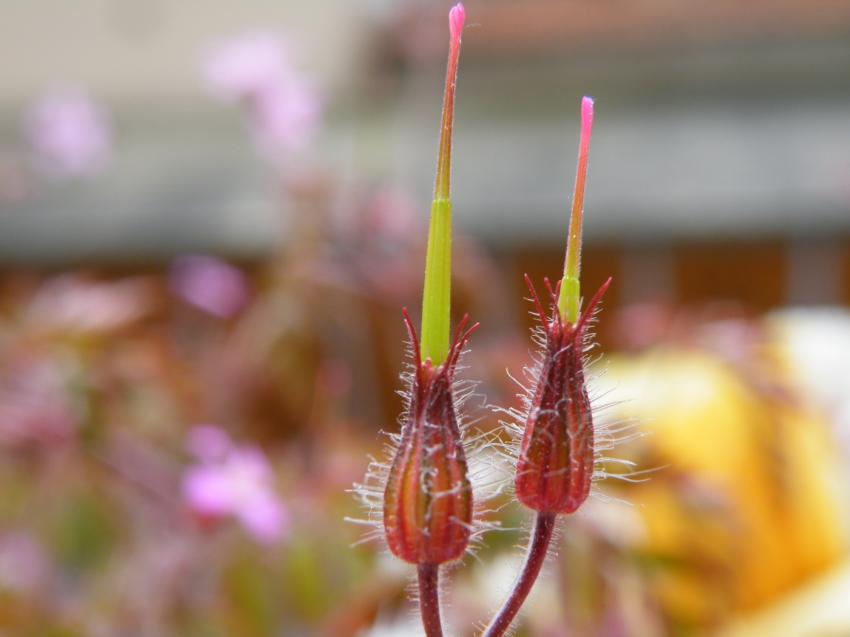 fleur