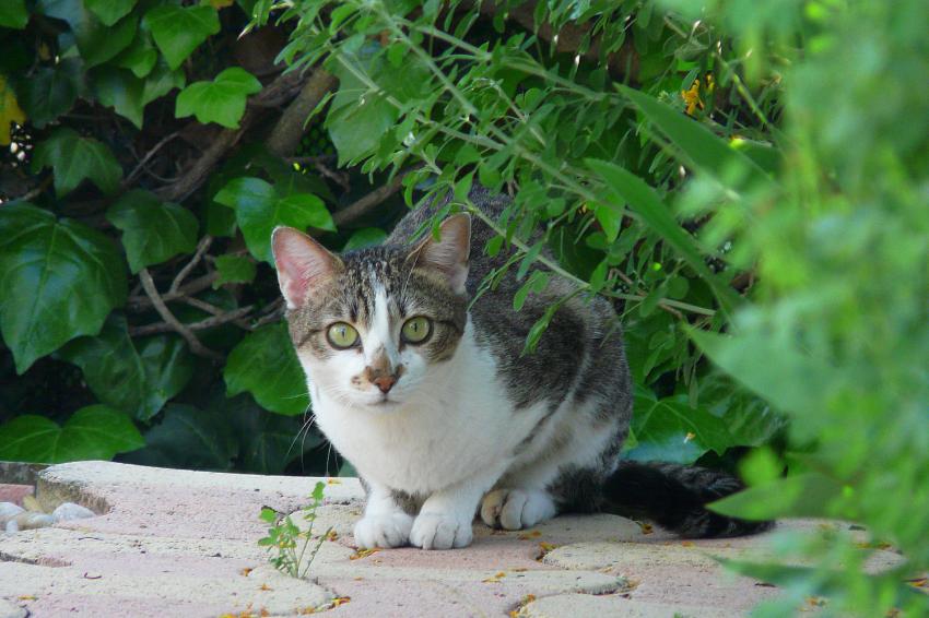 Un visiteur dans le jardin