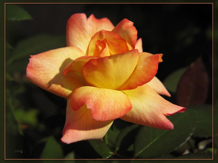 Rose 3909 2