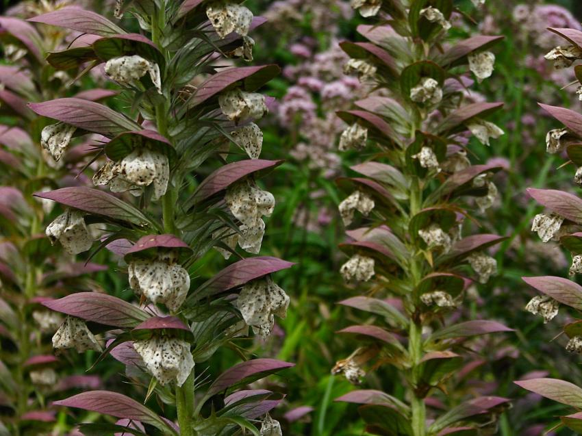 Acanthus spinosus