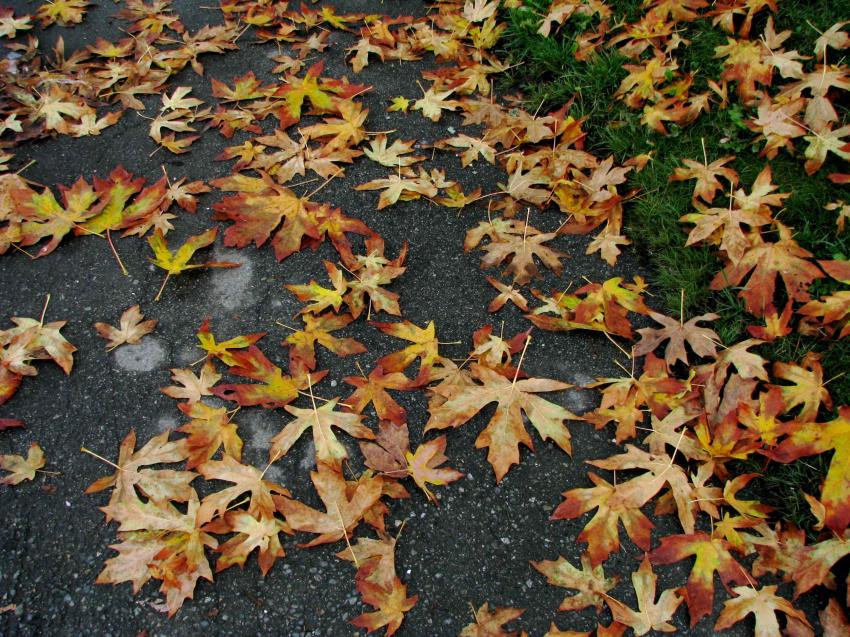 Automne