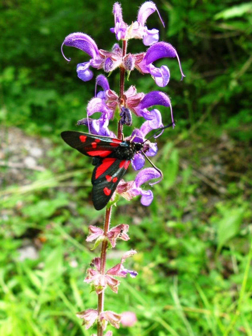 papillon et fleur