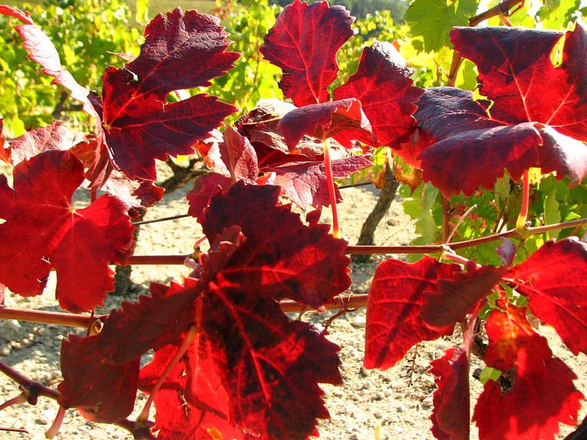Ils sont dans les vignes ............
