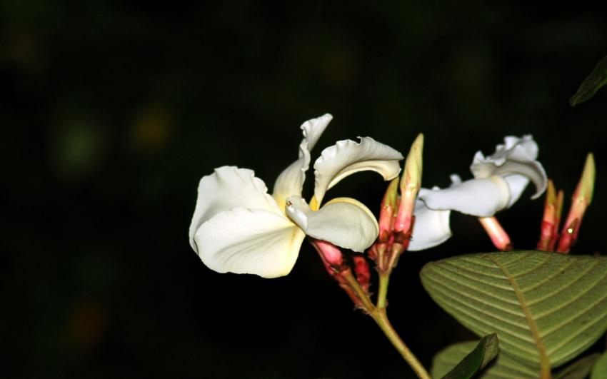 liane en fleurs