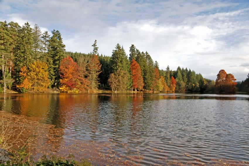 Etang dans le Charolais