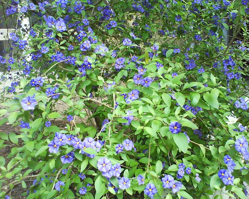 montpellier fleur