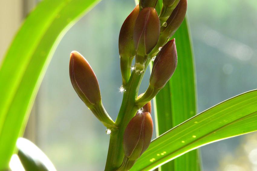 Les larmes du cymbidium