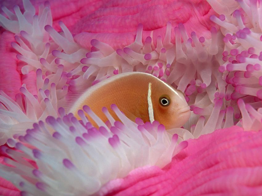 fonds marins