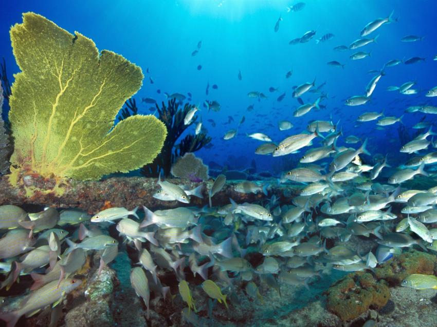 fonds marins