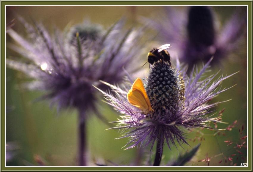 Panicaut des Alpes