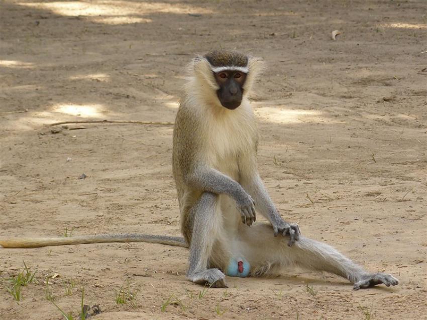 Singe  couilles bleues