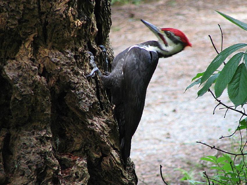 Pic - Pileated Woodpecker