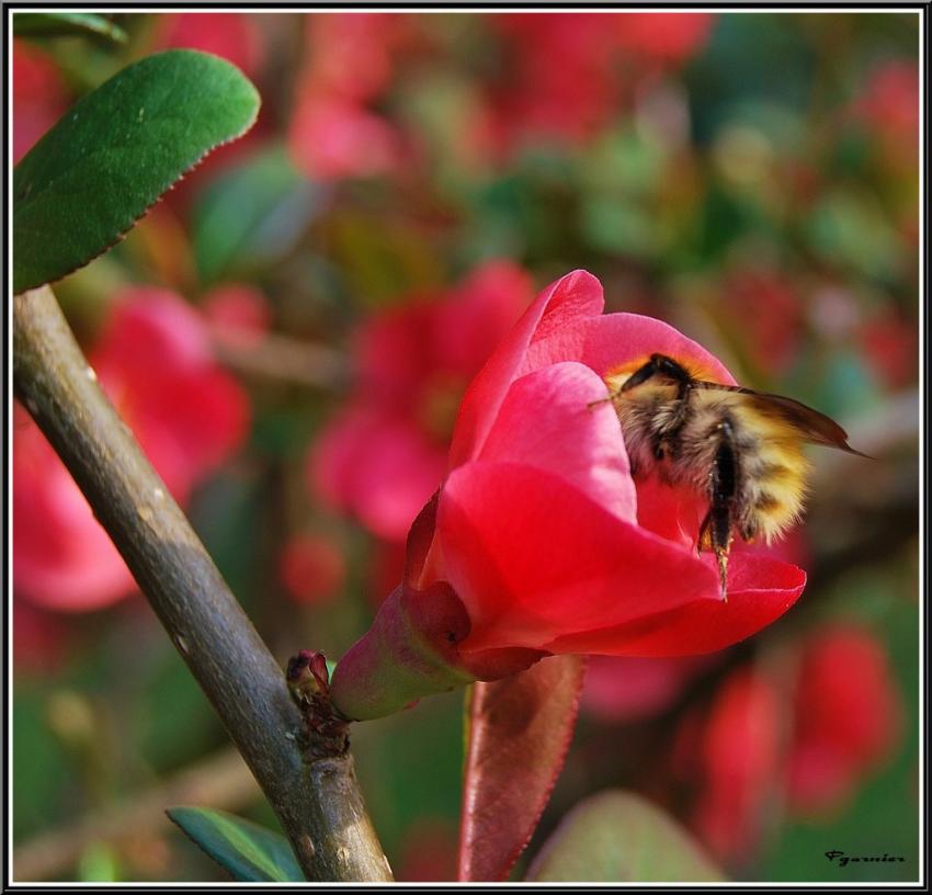 Fleurs de Printemps