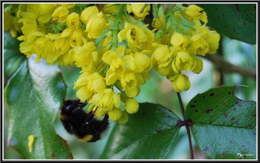 Fleurs de Printemps